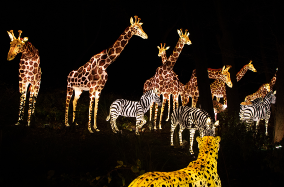 Bronx Zoo Holiday Lights